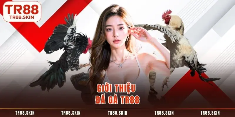 Giới thiệu đá gà tr88