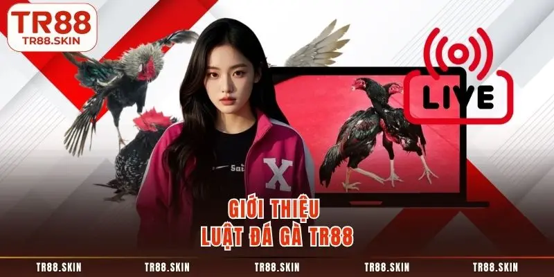 Giới thiệu luật đá gà tr88