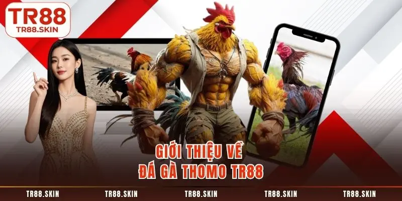 Giới thiệu về đá gà thomo tr88