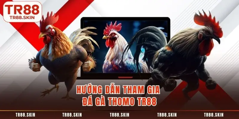 Hướng dẫn tham gia đá gà thomo tr88